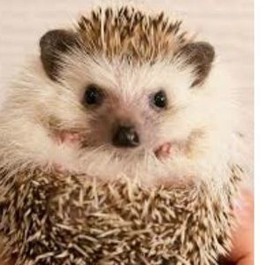 Meet your Posher, Ashton